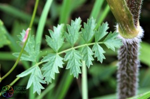 Pimpinella saxifraga (2).jpg_product